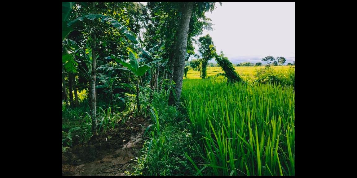 Tanah Sawah Subur Mojogedang Karanganyar Tanah Sawah Subur Mojogedang Karanganyar