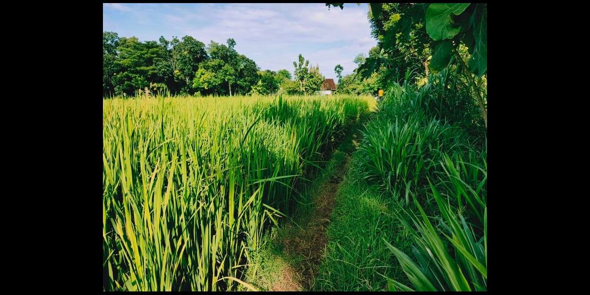 Tanah Sawah Subur Mojogedang Karanganyar Tanah Sawah Subur Mojogedang Karanganyar