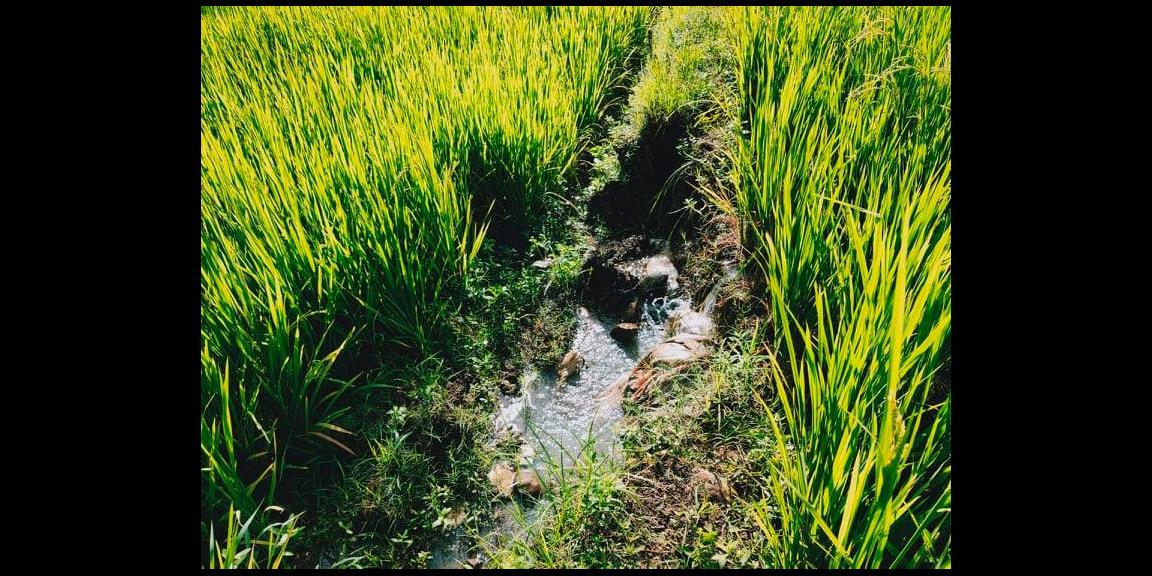 Tanah Sawah Subur Mojogedang Karanganyar Tanah Sawah Subur Mojogedang Karanganyar