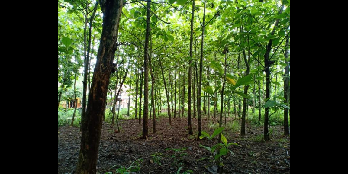Tanah Subur Kebun Jati Sambirejo Sragen Tanah Subur Kebun Jati Sambirejo Sragen