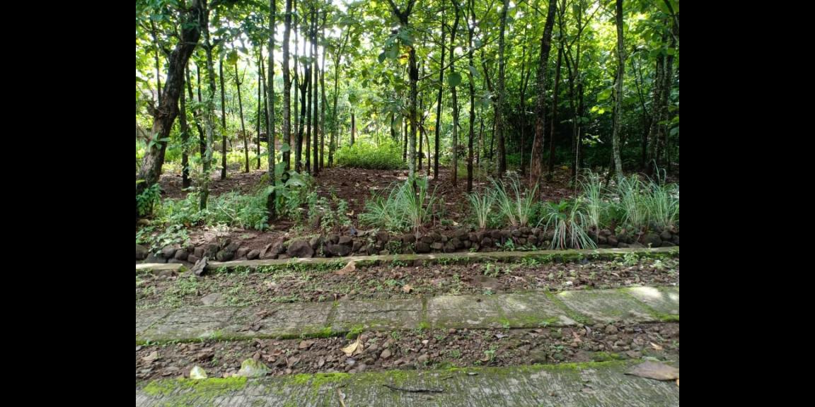 Tanah Subur Kebun Jati Sambirejo Sragen Tanah Subur Kebun Jati Sambirejo Sragen