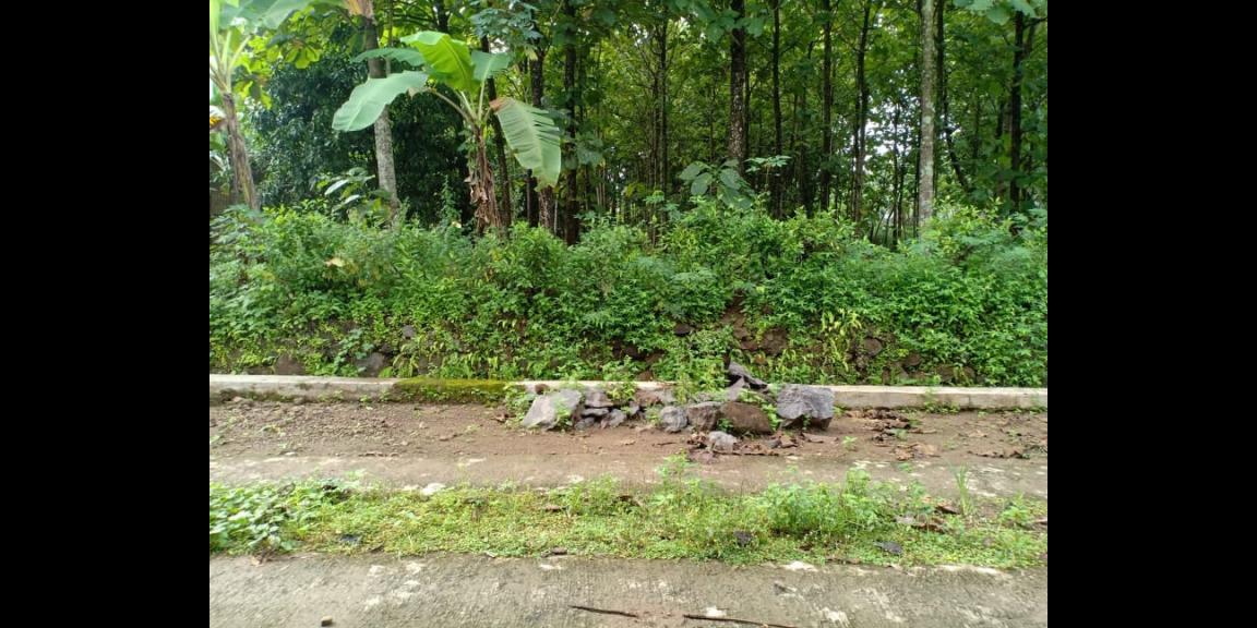 Tanah Subur Kebun Jati Sambirejo Sragen Tanah Subur Kebun Jati Sambirejo Sragen