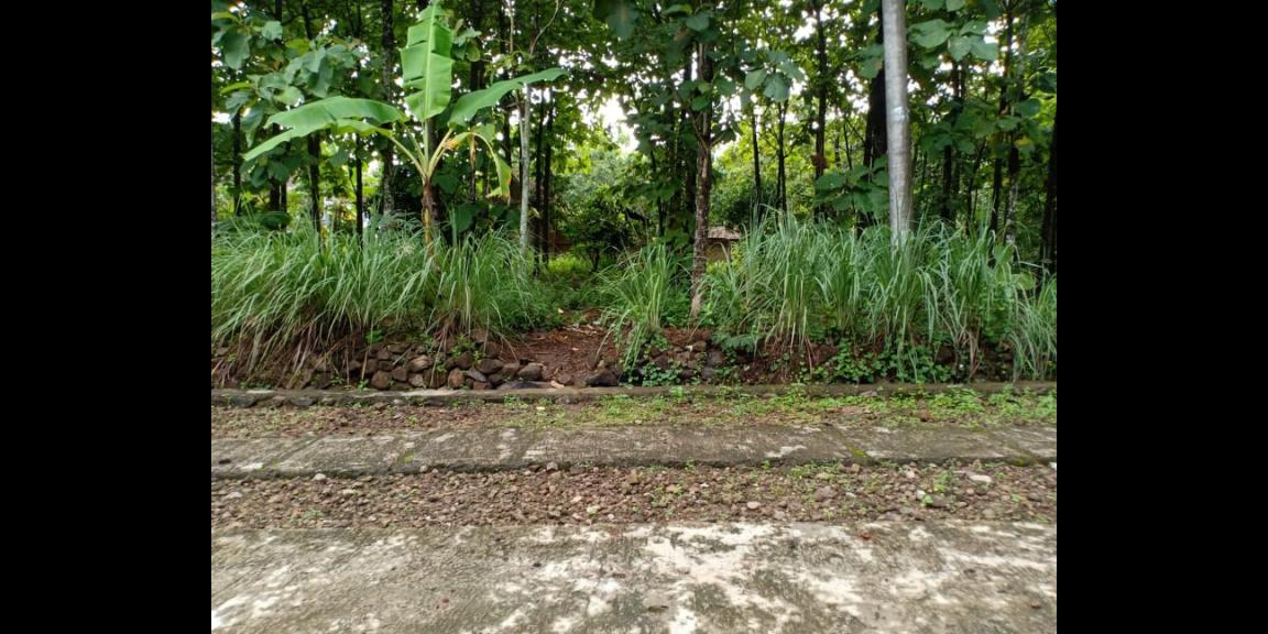 Tanah Subur Kebun Jati Sambirejo Sragen Tanah Subur Kebun Jati Sambirejo Sragen