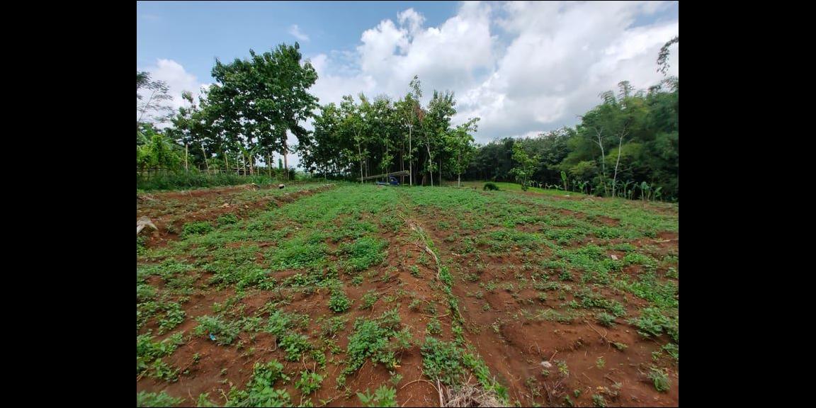 Tanah Datar Dibangun Rumah Tinggal Mojogedang Karanganyar Tanah Datar Dibangun Rumah Tinggal Mojogedang Karanganyar