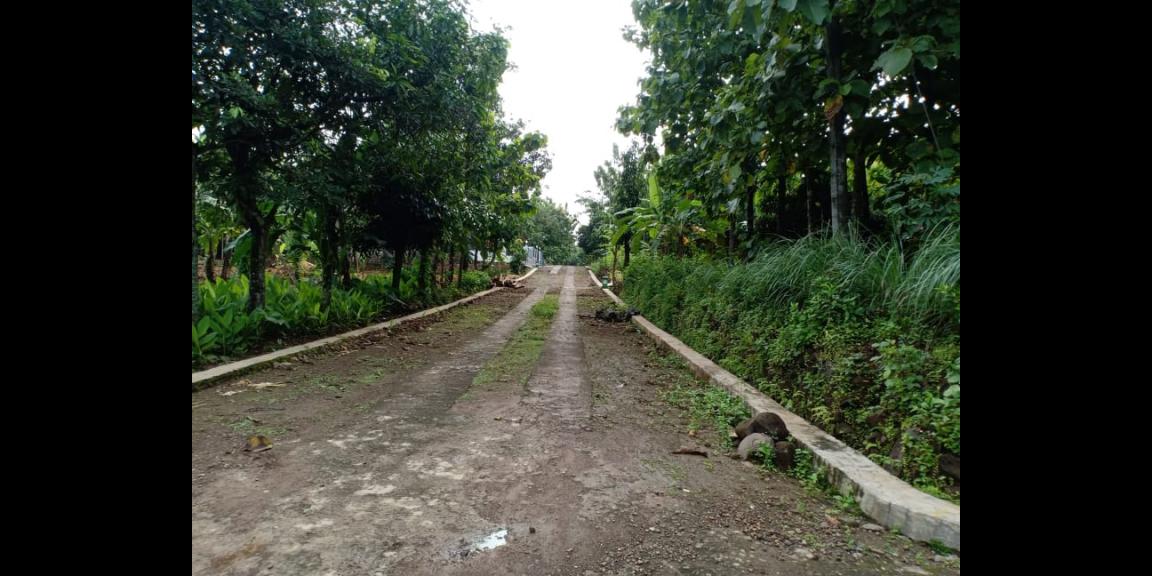 Tanah Subur Kebun Jati Sambirejo Sragen Tanah Subur Kebun Jati Sambirejo Sragen