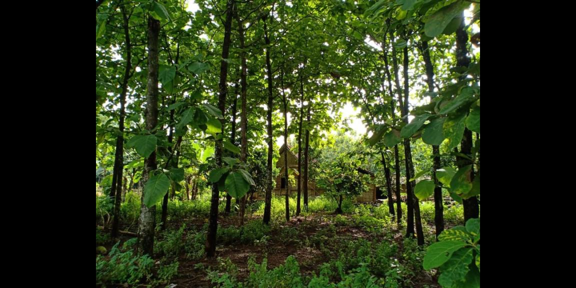 Tanah Subur Kebun Jati Sambirejo Sragen Tanah Subur Kebun Jati Sambirejo Sragen