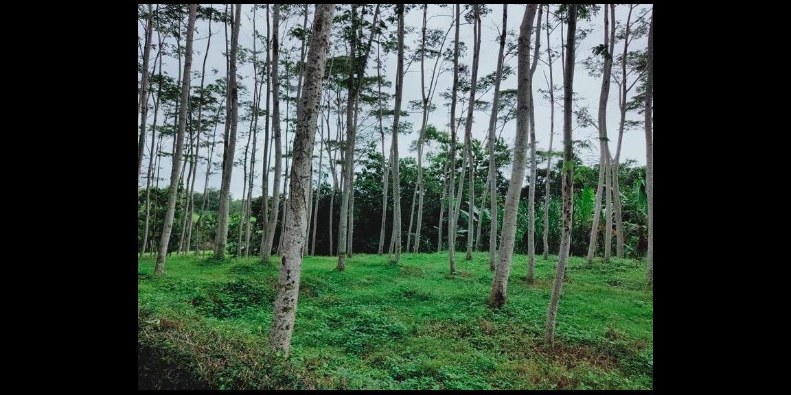 Tanah 1000m² Strategis Dibangun Vila Mojogedang Karanganyar Tanah 1000m² Strategis Dibangun Vila Mojogedang Karanganyar