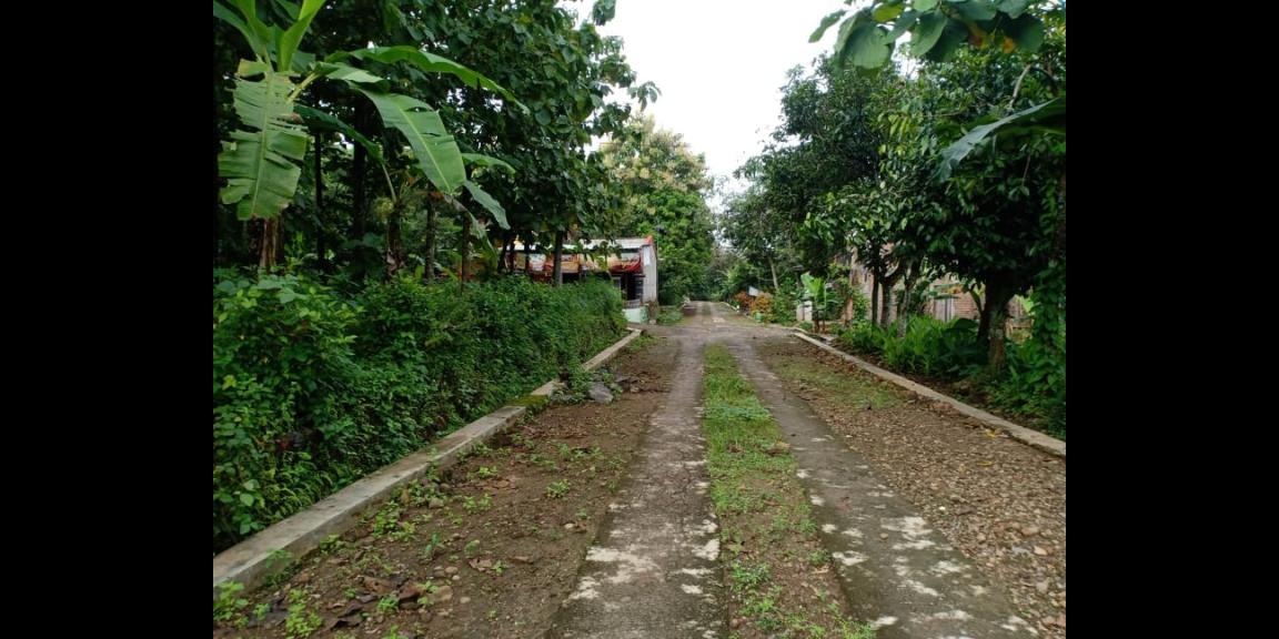 Tanah Subur Kebun Jati Sambirejo Sragen Tanah Subur Kebun Jati Sambirejo Sragen