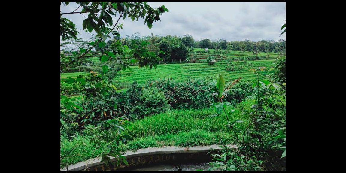 Tanah 1000m² Strategis Dibangun Vila Mojogedang Karanganyar Tanah 1000m² Strategis Dibangun Vila Mojogedang Karanganyar