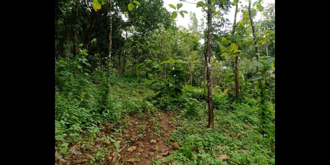 Tanah Kebun Jati 4000m² Dekat Objek Wisata Mojogedang Karanganyar Tanah Kebun Jati 4000m² Dekat Objek Wisata Mojogedang Karanganyar