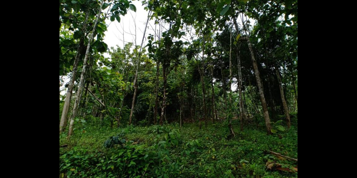 Tanah Kebun Jati 4000m² Dekat Objek Wisata Mojogedang Karanganyar Tanah Kebun Jati 4000m² Dekat Objek Wisata Mojogedang Karanganyar