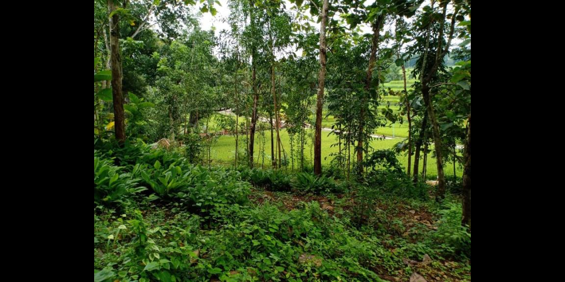 Tanah Kebun Jati 4000m² Dekat Objek Wisata Mojogedang Karanganyar Tanah Kebun Jati 4000m² Dekat Objek Wisata Mojogedang Karanganyar