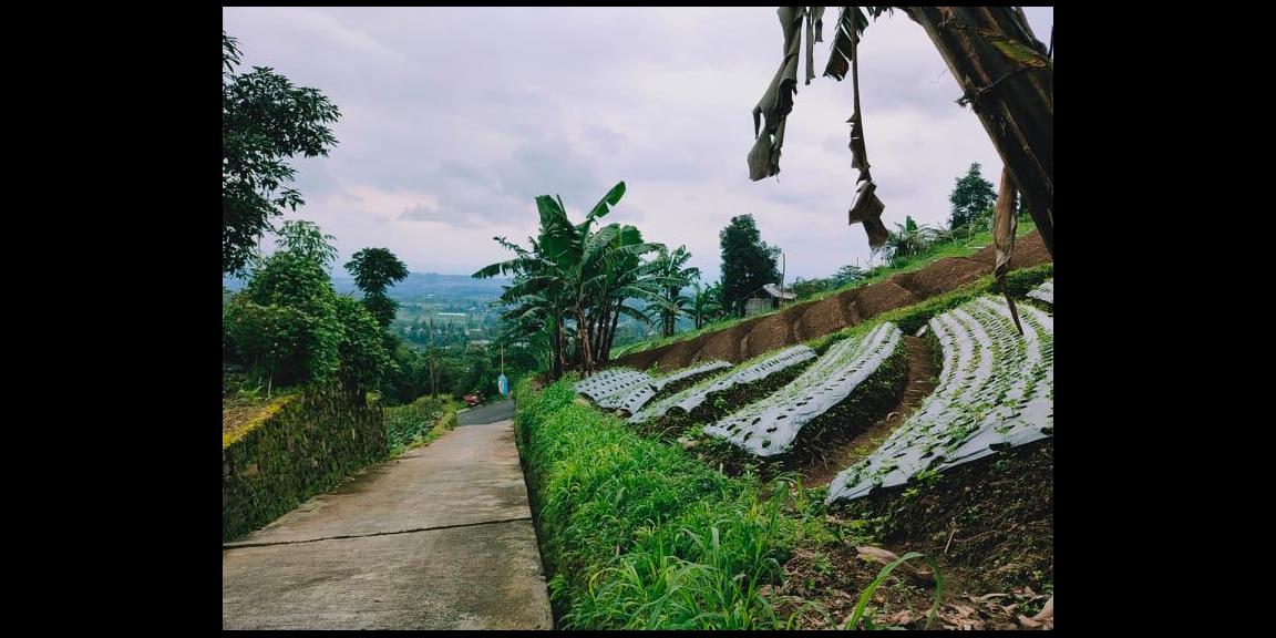 Tanah Strategis Dibangun Vila Kemuning Ngargoyoso Karanganyar Tanah Strategis Dibangun Vila Kemuning Ngargoyoso Karanganyar