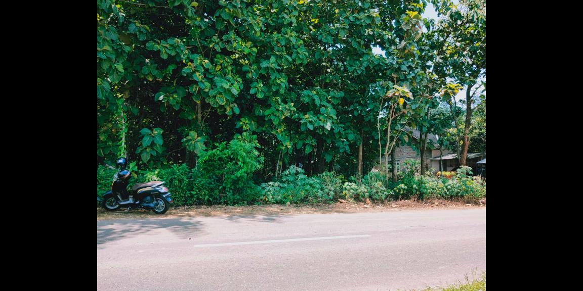 Tanah Idaman Strategis Buka Usaha Tepi Jl. Raya Kedawung-Sragen Tanah Idaman Strategis Buka Usaha Tepi Jl. Raya Kedawung-Sragen