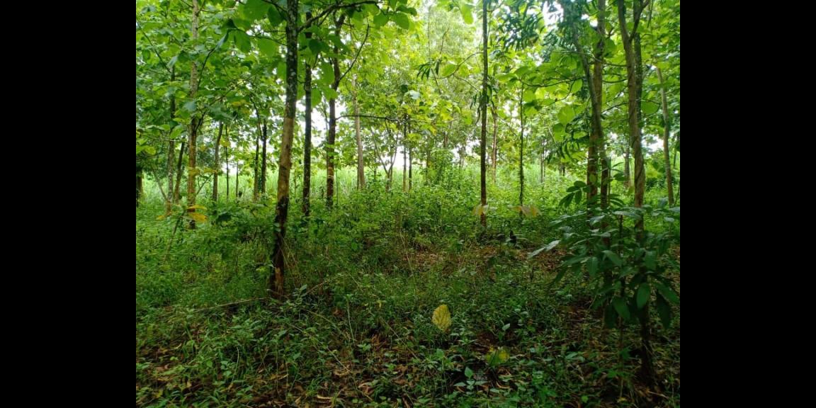 Tanah Datar Kebun Jati Subur Kerjo Karanganyar Tanah Datar Kebun Jati Subur Kerjo Karanganyar