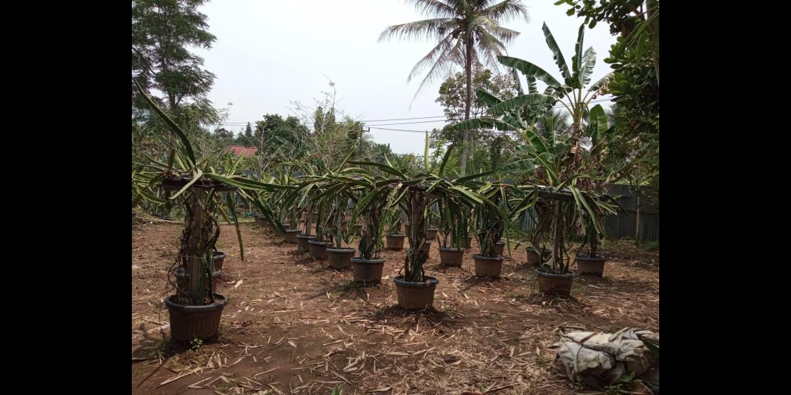 DIJUAL LAHAN KEBUN HOLTIKULTURA BUAH NAGA & TIN LINGKAR SELATAN, CILEGON DIJUAL LAHAN KEBUN HOLTIKULTURA BUAH NAGA & TIN LINGKAR SELATAN, CILEGON