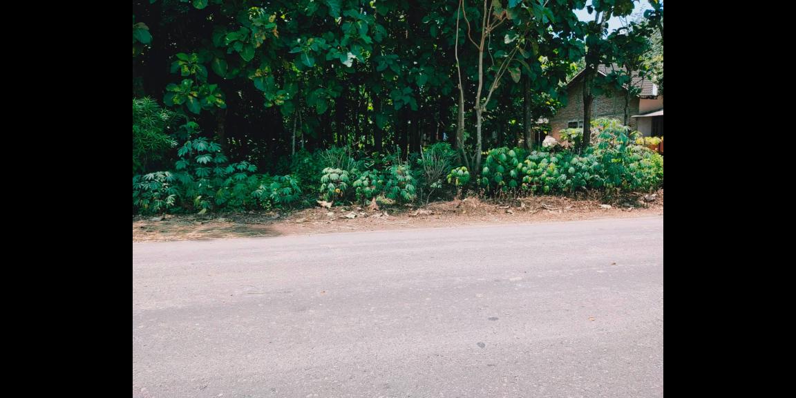 Tanah Idaman Strategis Buka Usaha Tepi Jl. Raya Kedawung-Sragen Tanah Idaman Strategis Buka Usaha Tepi Jl. Raya Kedawung-Sragen