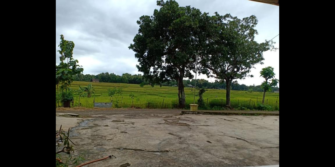 Rumah Siap Huni View Sawah Karangmalang Sragen Rumah Siap Huni View Sawah Karangmalang Sragen