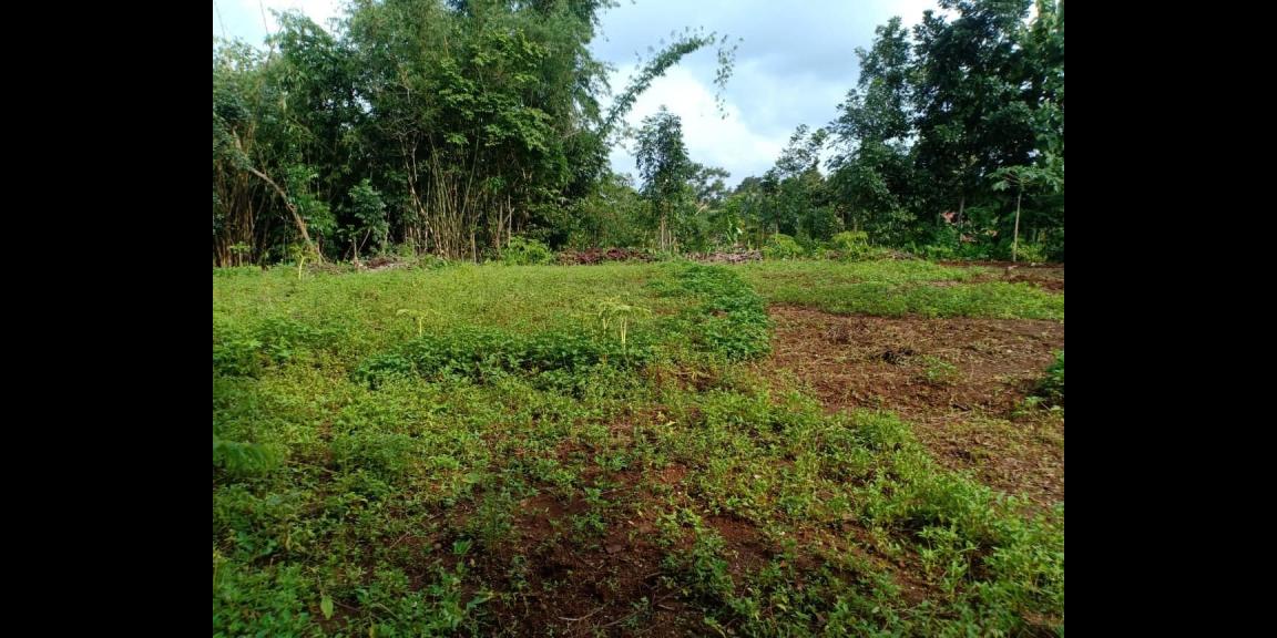 Tanah Strategis Siap Dibangun Selatan Puskesmas Mojogedang Karanganyar Tanah Strategis Siap Dibangun Selatan Puskesmas Mojogedang Karanganyar