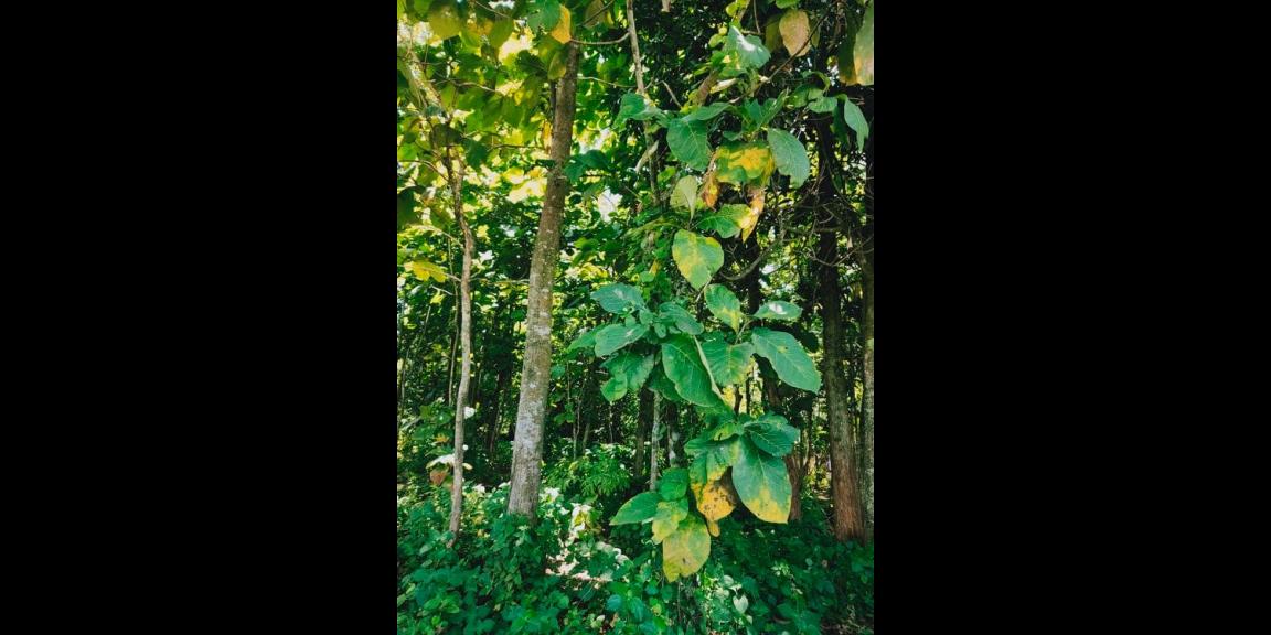 Tanah Idaman Strategis Buka Usaha Tepi Jl. Raya Kedawung-Sragen Tanah Idaman Strategis Buka Usaha Tepi Jl. Raya Kedawung-Sragen