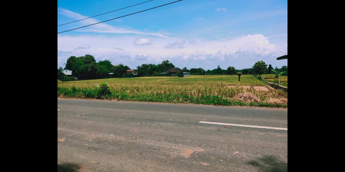 Tanah Idaman Strategis Buka Usaha Tepi Jl. Raya Kedawung-Sragen Tanah Idaman Strategis Buka Usaha Tepi Jl. Raya Kedawung-Sragen