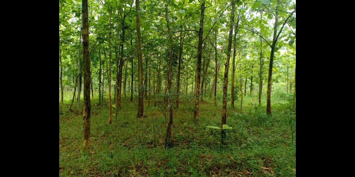 Tanah Datar Kebun Jati Subur Kerjo Karanganyar Tanah Datar Kebun Jati Subur Kerjo Karanganyar