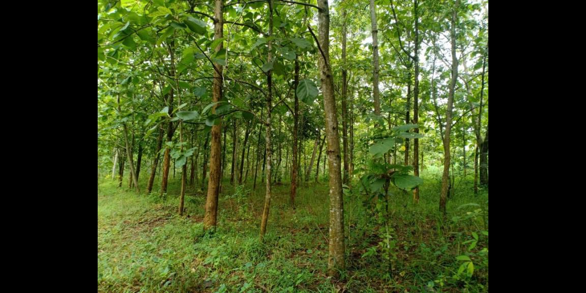 Tanah Datar Kebun Jati Subur Kerjo Karanganyar Tanah Datar Kebun Jati Subur Kerjo Karanganyar