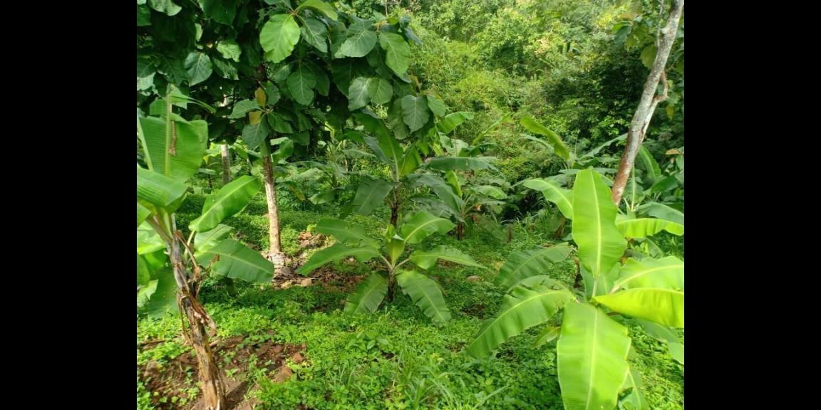 Tanah Datar 1400m² Kerjo Karanganyar Tanah Datar 1400m² Kerjo Karanganyar