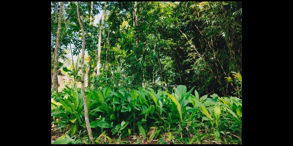 Tanah Super Datar di Desa Wisata Mojogedang Karanganyar Info Detail Telp/WA: 082327612345 Tanah Super Datar di Desa Wisata Mojogedang Karanganyar Info Detail Telp/WA: 082327612345