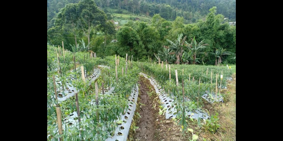 Tanah Idaman Dataran Tinggi Kemuning Ngargoyoso Karanganyar Telp/WA: 082327612345 Tanah Idaman Dataran Tinggi Kemuning Ngargoyoso Karanganyar Telp/WA: 082327612345