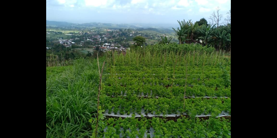 Tanah Idaman View Pemandangan Alam Kemuning Ngargoyoso Karanganyar Telp/WA: 082327612345 Tanah Idaman View Pemandangan Alam Kemuning Ngargoyoso Karanganyar Telp/WA: 082327612345