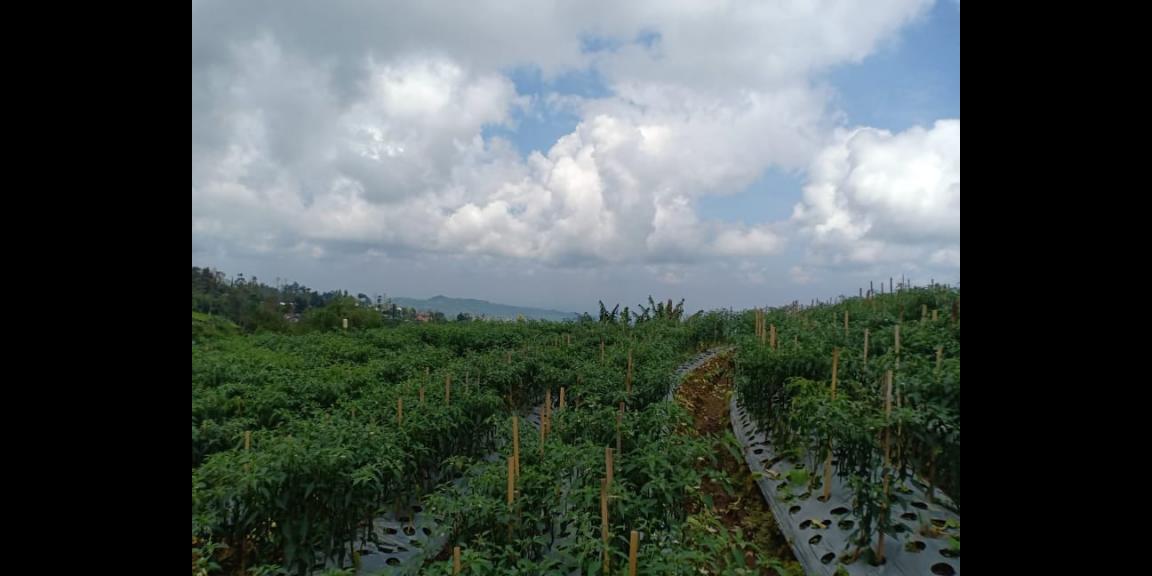 Tanah Idaman Dataran Tinggi Kemuning Ngargoyoso Karanganyar Telp/WA: 082327612345 Tanah Idaman Dataran Tinggi Kemuning Ngargoyoso Karanganyar Telp/WA: 082327612345