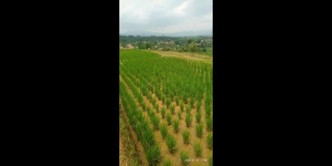 Sawah Produktif Di Banjaran Sawah Produktif Di Banjaran