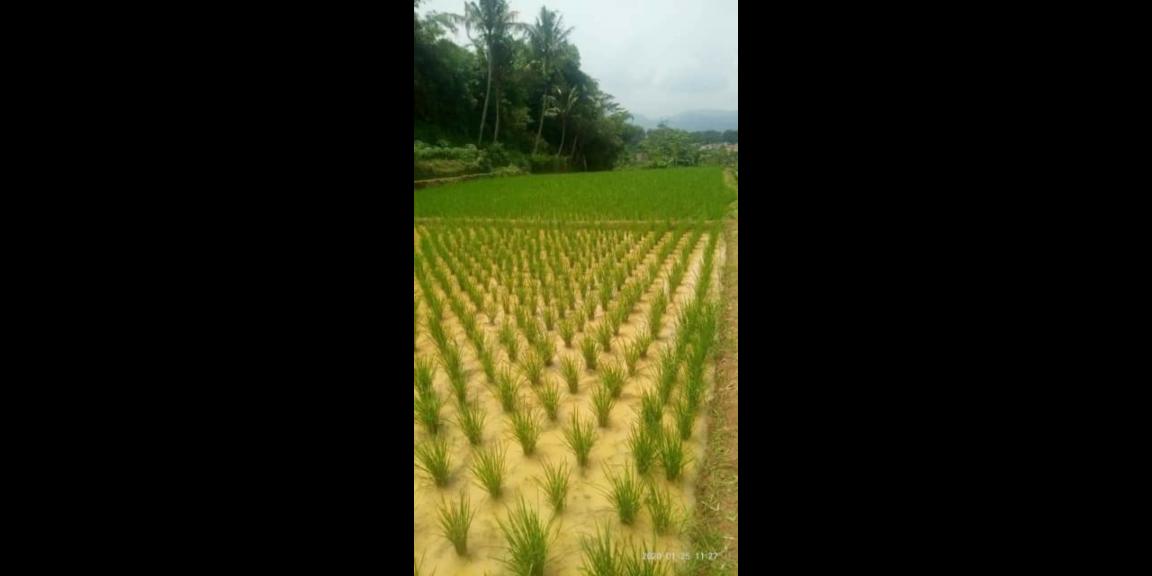 Sawah Produktif Di Banjaran Sawah Produktif Di Banjaran