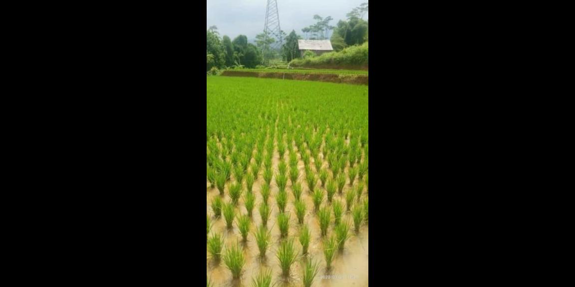 Sawah Produktif Di Banjaran Sawah Produktif Di Banjaran