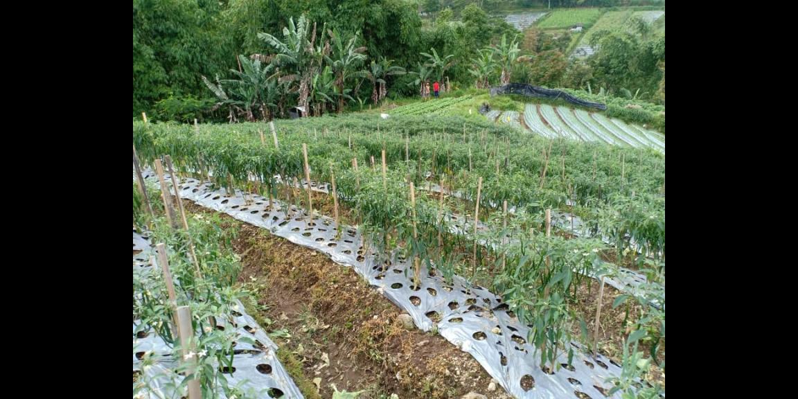 Tanah Idaman Dataran Tinggi Kemuning Ngargoyoso Karanganyar Telp/WA: 082327612345 Tanah Idaman Dataran Tinggi Kemuning Ngargoyoso Karanganyar Telp/WA: 082327612345