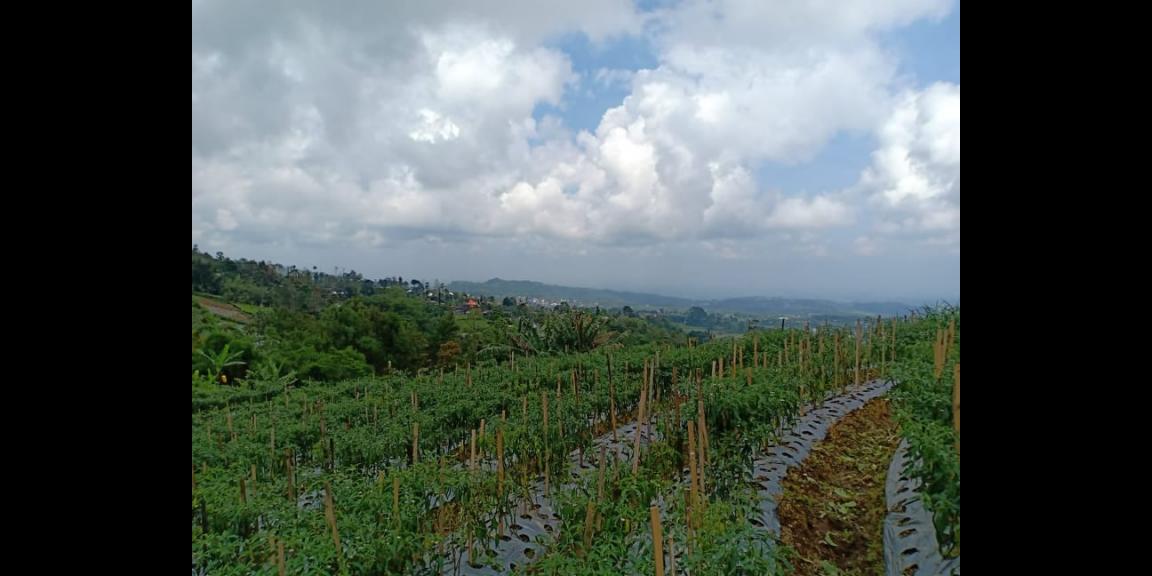 Tanah Idaman Dataran Tinggi Kemuning Ngargoyoso Karanganyar Telp/WA: 082327612345 Tanah Idaman Dataran Tinggi Kemuning Ngargoyoso Karanganyar Telp/WA: 082327612345