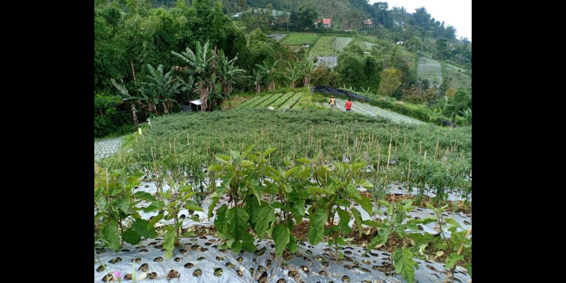 Tanah Idaman Dataran Tinggi Kemuning Ngargoyoso Karanganyar Telp/WA: 082327612345 Tanah Idaman Dataran Tinggi Kemuning Ngargoyoso Karanganyar Telp/WA: 082327612345