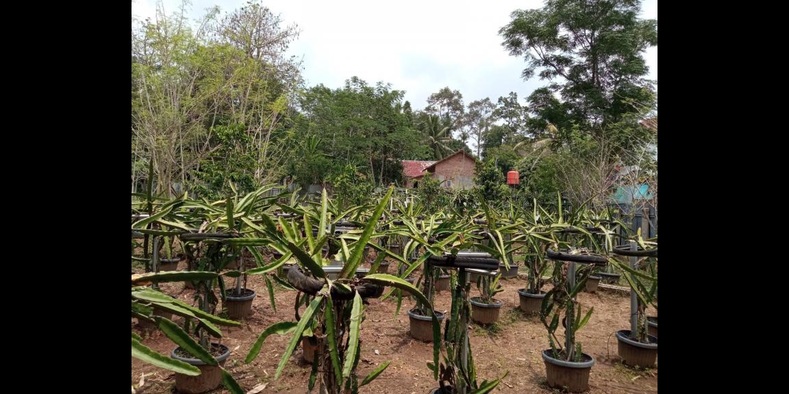 DIJUAL LAHAN KEBUN HOLTIKULTURA BUAH NAGA & TIN LINGKAR SELATAN, CILEGON DIJUAL LAHAN KEBUN HOLTIKULTURA BUAH NAGA & TIN LINGKAR SELATAN, CILEGON