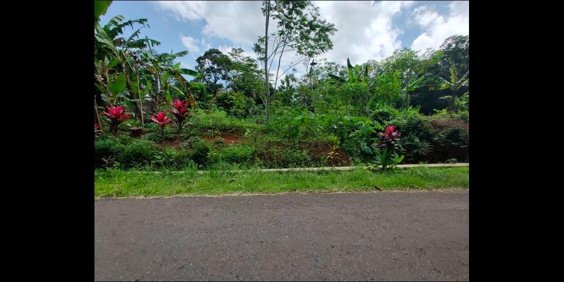 Tanah Strategis 1,1 Ha Tepi Jl. Raya Mojogedang-Karangpandan Kra Tanah Strategis 1,1 Ha Tepi Jl. Raya Mojogedang-Karangpandan Kra