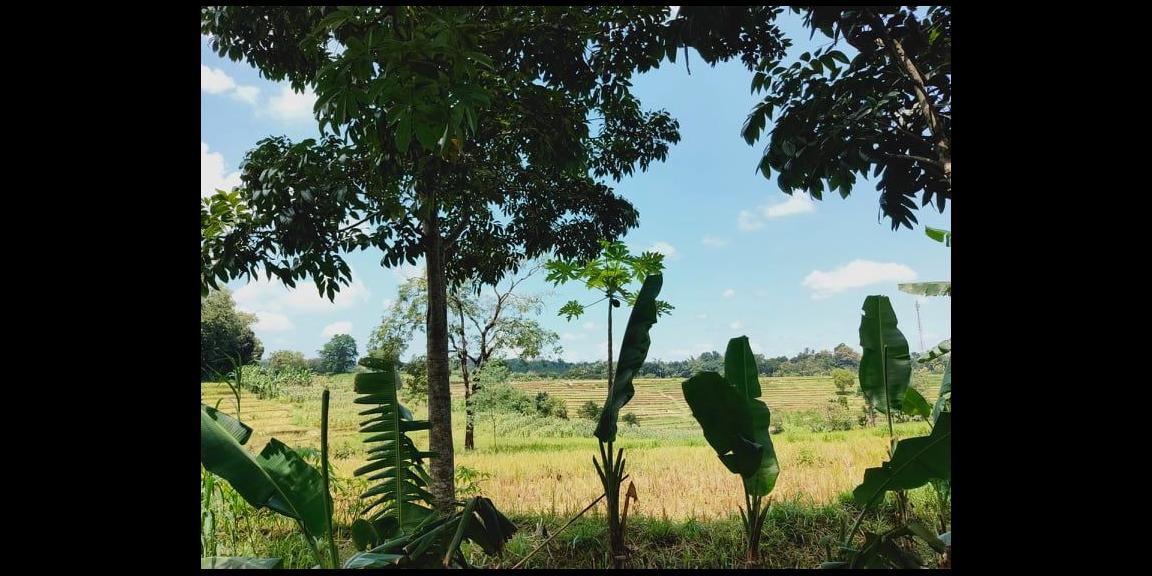 Tanah Strategis 1,1 Ha Tepi Jl. Raya Mojogedang-Karangpandan Kra Tanah Strategis 1,1 Ha Tepi Jl. Raya Mojogedang-Karangpandan Kra