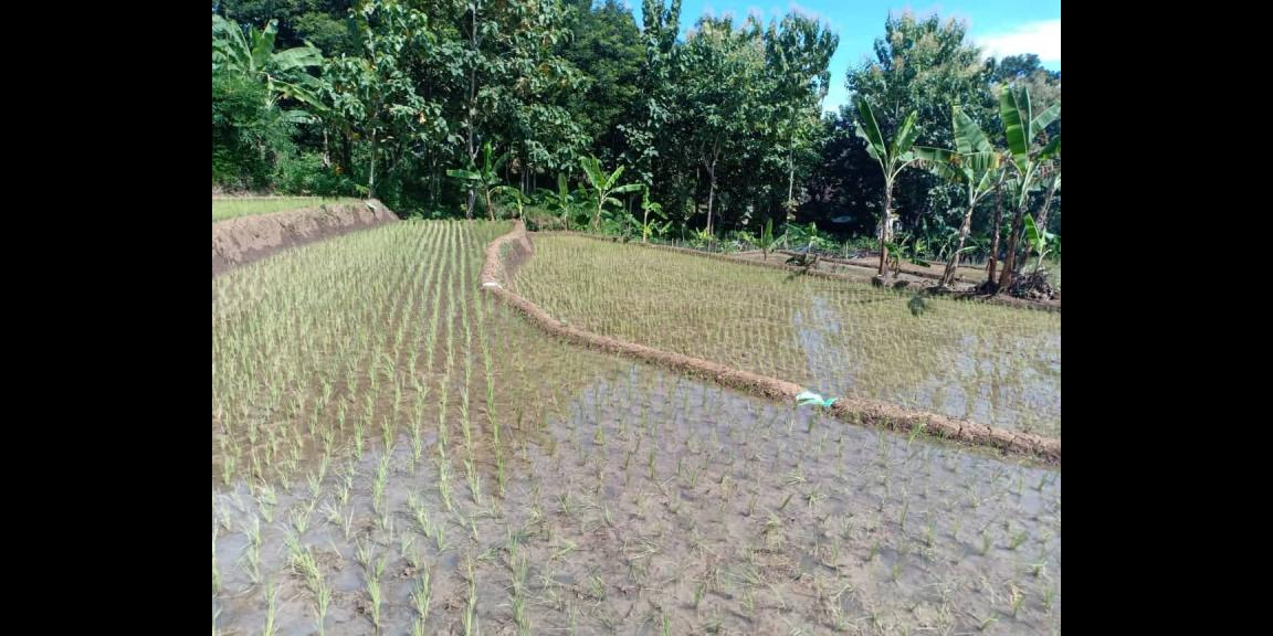 Tanah Sawah Strategis Dataran Tinggi Kerjo Karanganyar Tanah Sawah Strategis Dataran Tinggi Kerjo Karanganyar