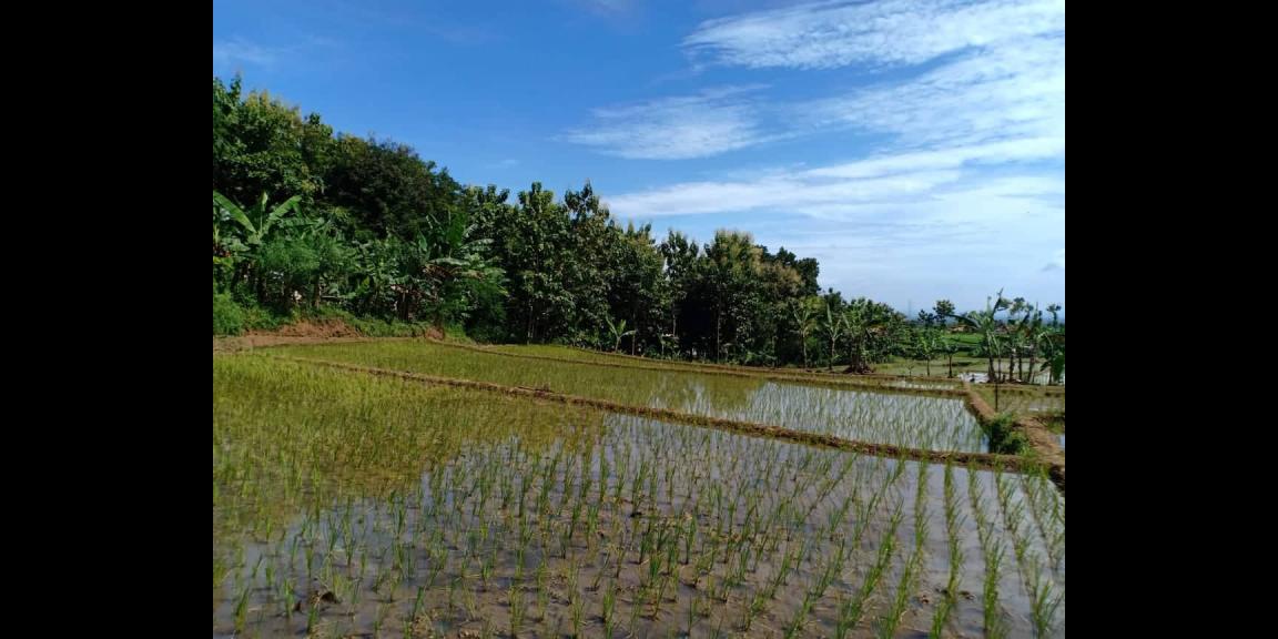Tanah Sawah Strategis Dataran Tinggi Kerjo Karanganyar Tanah Sawah Strategis Dataran Tinggi Kerjo Karanganyar