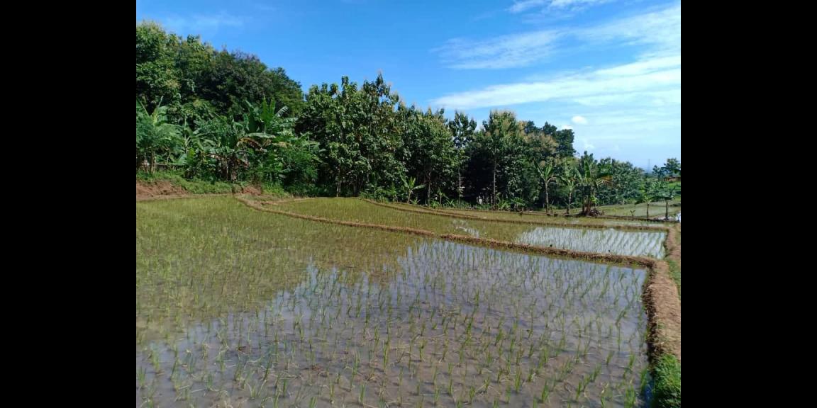 Tanah Sawah Strategis Dataran Tinggi Kerjo Karanganyar Tanah Sawah Strategis Dataran Tinggi Kerjo Karanganyar