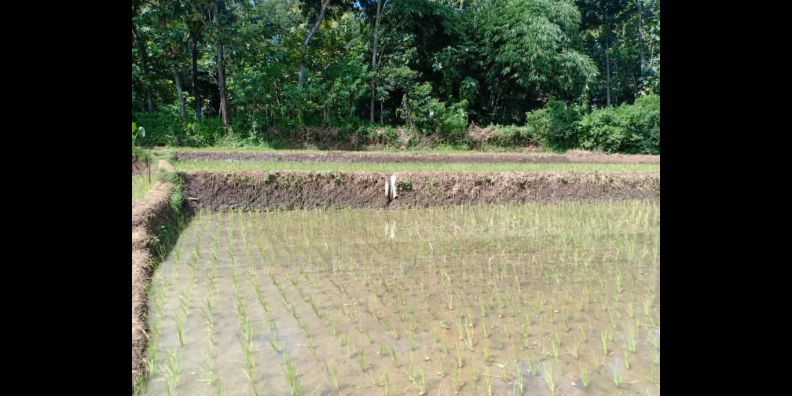 Tanah Sawah Strategis Dataran Tinggi Kerjo Karanganyar Tanah Sawah Strategis Dataran Tinggi Kerjo Karanganyar