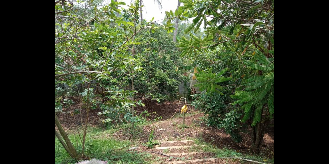 DIJUAL LAHAN KEBUN HOLTIKULTURA BUAH NAGA & TIN LINGKAR SELATAN, CILEGON DIJUAL LAHAN KEBUN HOLTIKULTURA BUAH NAGA & TIN LINGKAR SELATAN, CILEGON