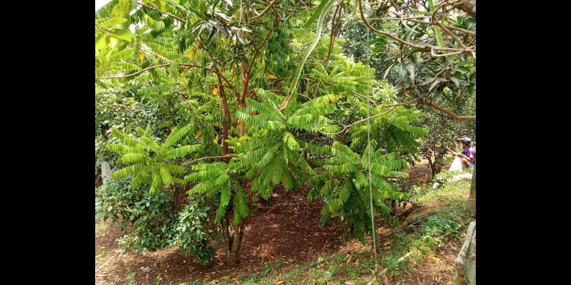 DIJUAL LAHAN KEBUN HOLTIKULTURA BUAH NAGA & TIN LINGKAR SELATAN, CILEGON DIJUAL LAHAN KEBUN HOLTIKULTURA BUAH NAGA & TIN LINGKAR SELATAN, CILEGON