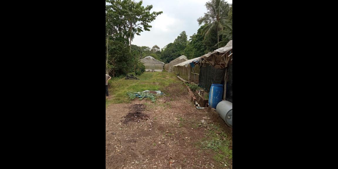 DIJUAL LAHAN KEBUN HOLTIKULTURA BUAH NAGA & TIN LINGKAR SELATAN, CILEGON DIJUAL LAHAN KEBUN HOLTIKULTURA BUAH NAGA & TIN LINGKAR SELATAN, CILEGON