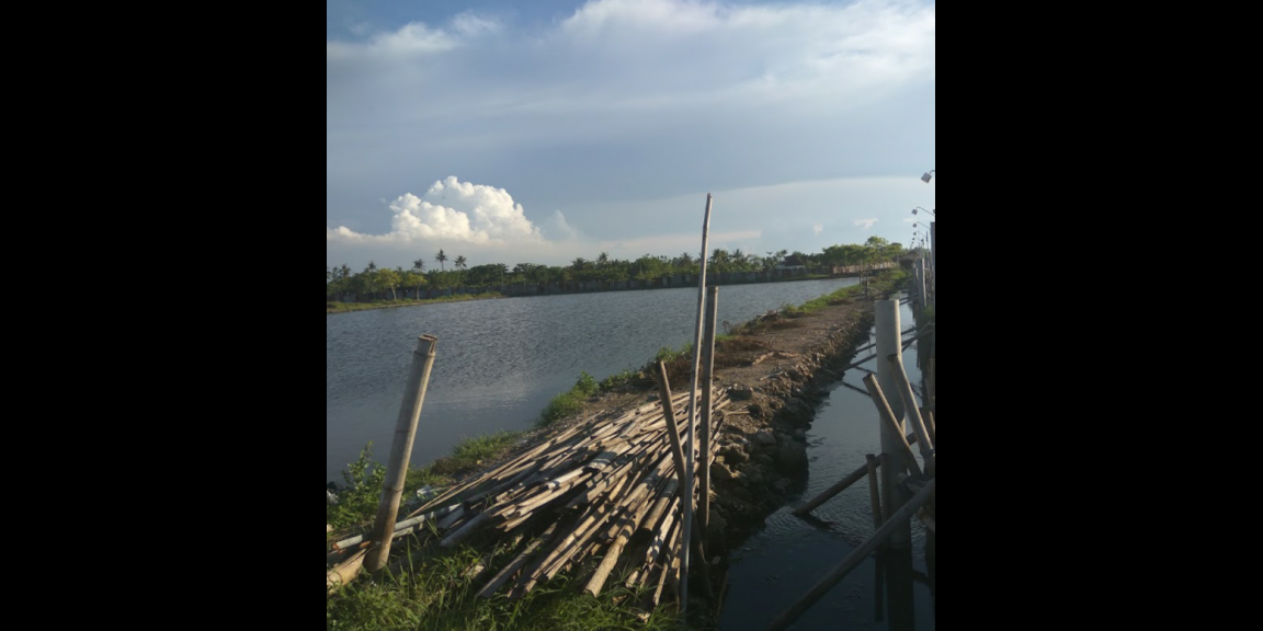 Jual tanah dan Tambak di Pantai blebak jepara Jual tanah dan Tambak di Pantai blebak jepara