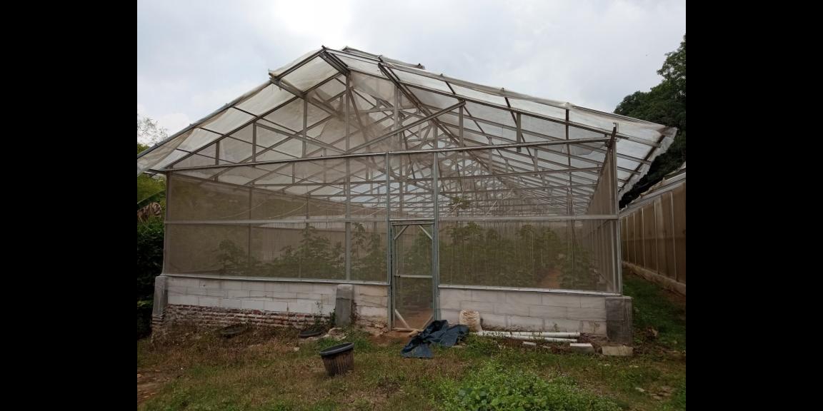 DIJUAL LAHAN KEBUN HOLTIKULTURA BUAH NAGA & TIN LINGKAR SELATAN, CILEGON DIJUAL LAHAN KEBUN HOLTIKULTURA BUAH NAGA & TIN LINGKAR SELATAN, CILEGON